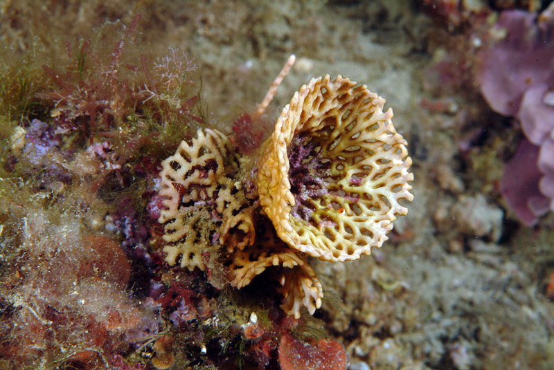 Frondipora verrucosa